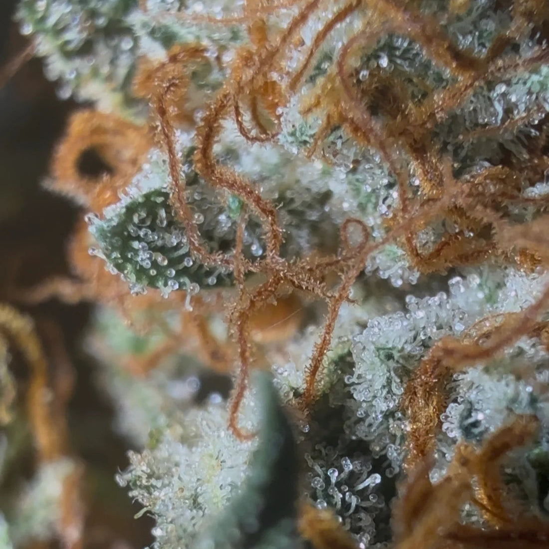 🍋 Fleurs CBD Citron OG